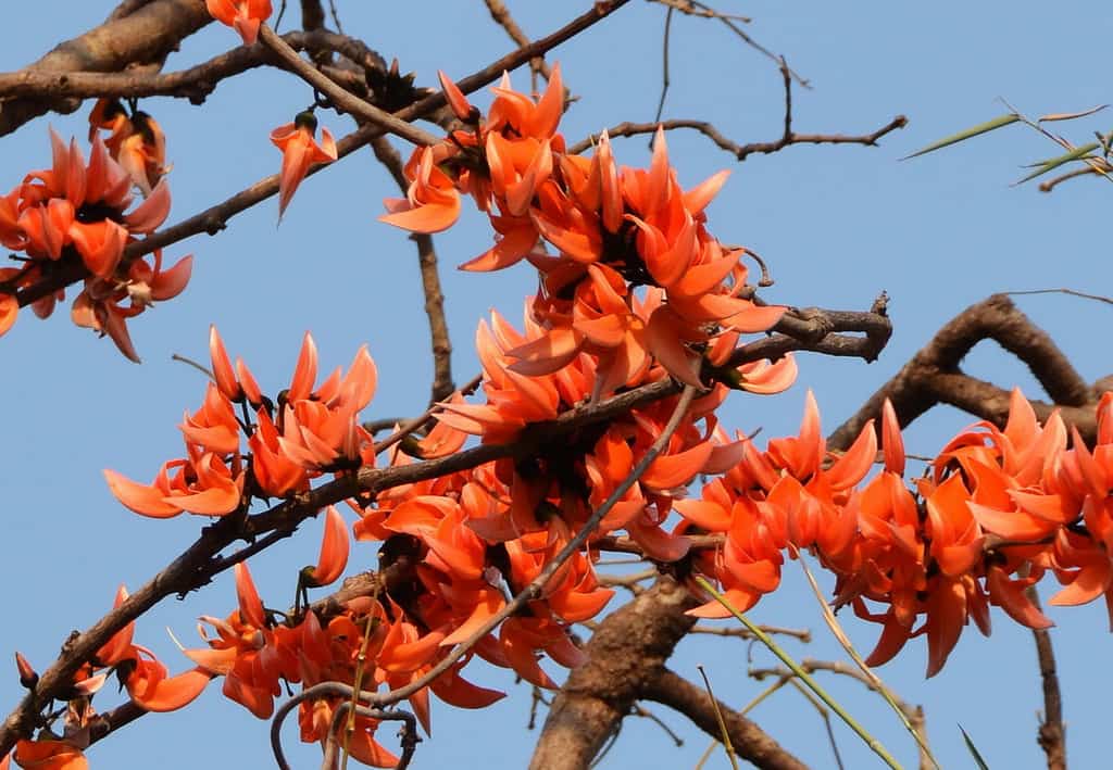 Butea monosperma
