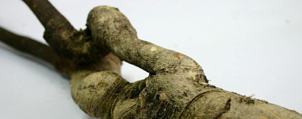 eurycoma longifolia roots