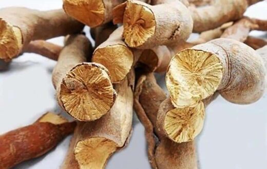 Model Supplemented with Eurycoma longifolia