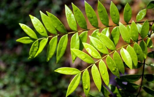 Proven Benefits of Tongkat Ali