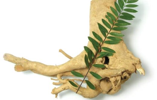 Benefits of Tongkat Ali