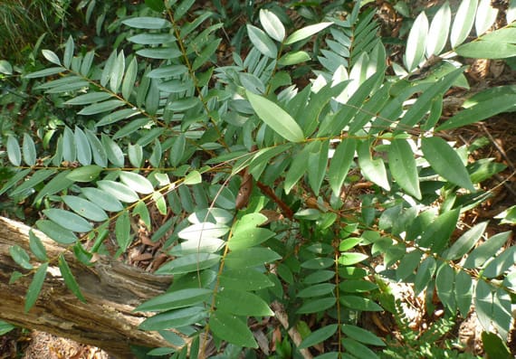 Eurycoma Longifolia Jack on The Pancreas