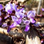 Pueraria Mirifica flower