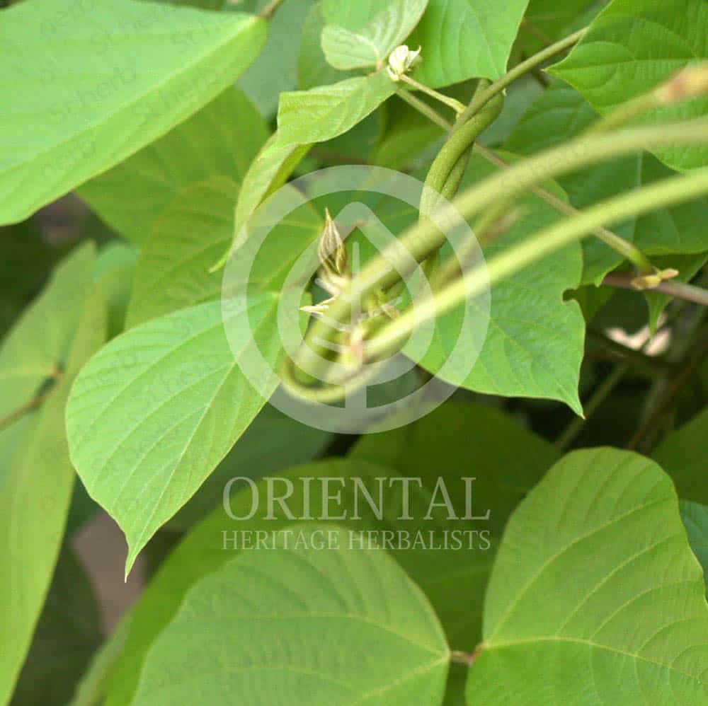 pueraria-mirifica-leaf-1 Pueraria Mirifica leaves