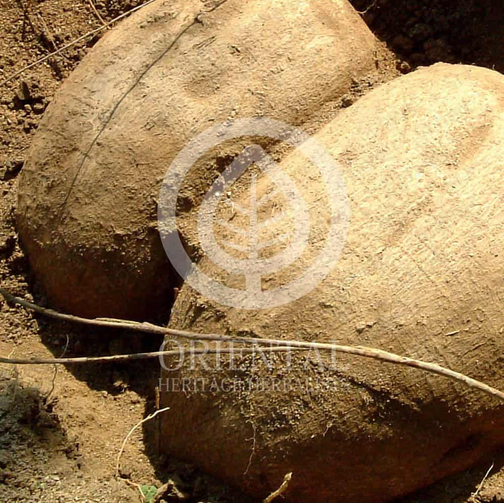 pueraria-mirifica-root-1-2 Pueraria Mirifica Root