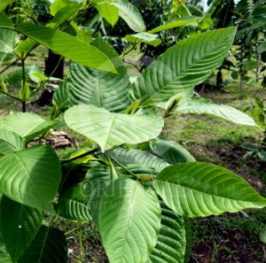Mitragyna speciosa (Kratom) of leaf