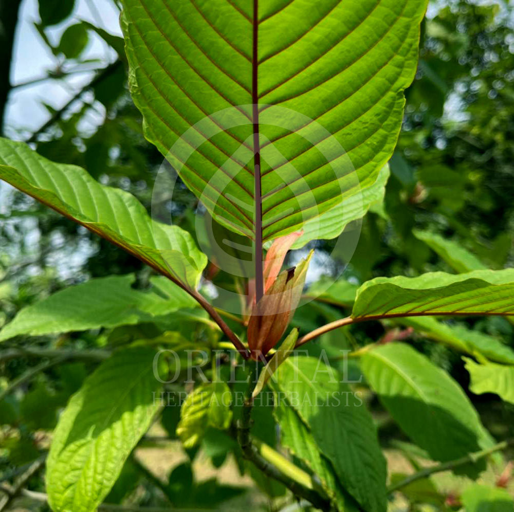 Mitragyna speciosa (Kratom) leaf