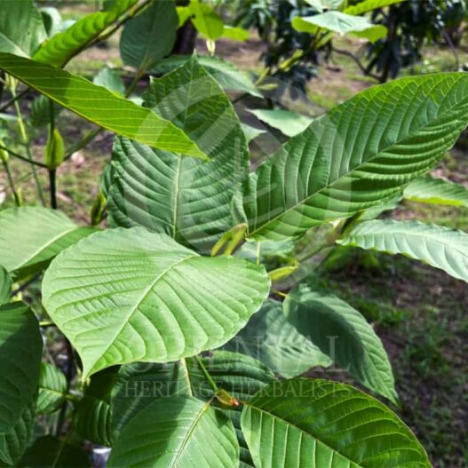 Green Vein Kratom leaf