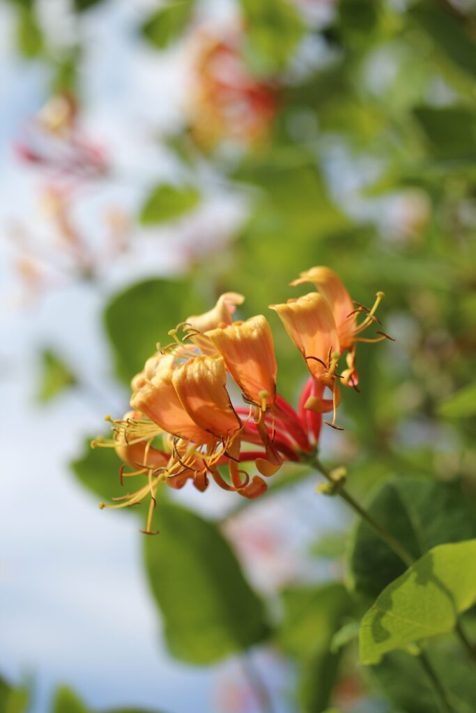 Vertical Selective Focus Shot Beautiful Honeysuckle Flower 683x1024