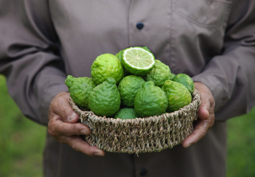 Bergamot Fruit In A Basket Holding By Woman Hand 2024 10 31 20 23 26 Utc 1 1024x713