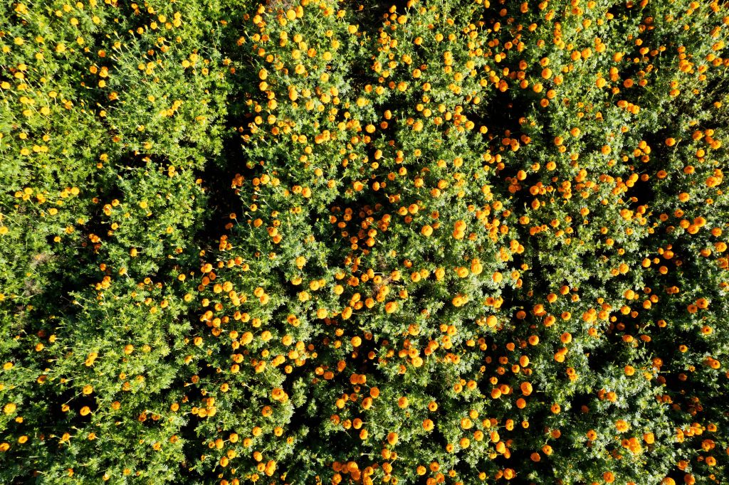 Aerial View Of A Marigold Field India 2024 09 19 05 32 57 Utc 1 1024x682