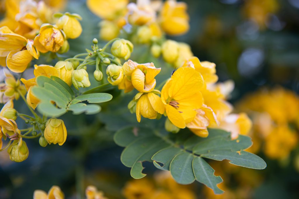 Small Yellow Flowers Senna Polyphylla Desert Cassi 2025 03 13 06 57 15 Utc 1 1024x683