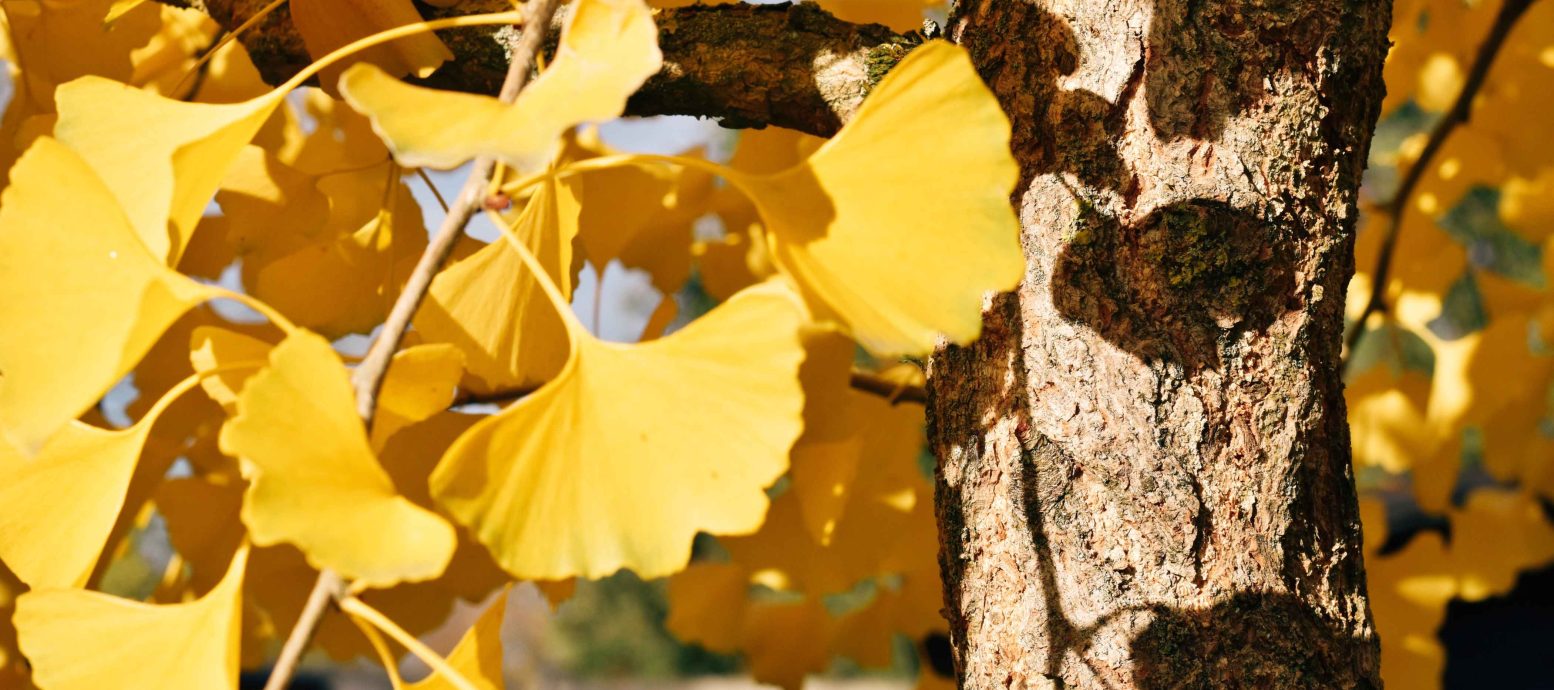 Ginkgo biloba