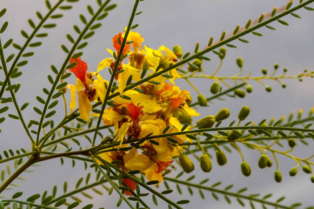 Caesalpinia sappan in Blood and Antioxidant Formulas: A Botanical Ingredient for Circulatory Wellness Cercidium Mexican Palo Verde Tree Parkinsonia Acu 2026 01 09 14 40 49 Utc 1 1024x683