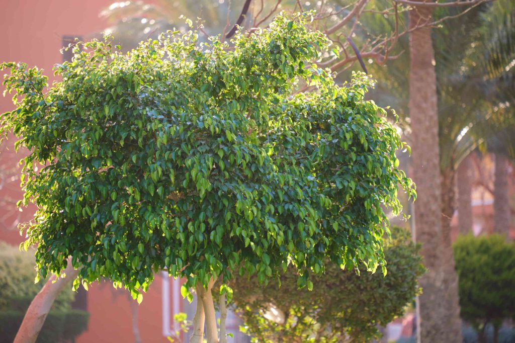 Ficus foveolata in Inflammation-Aware Wellness Products: A Botanical for Modern Balance Closeup Of Green Tropical Plants In Summer Garden 2026 01 06 10 38 23 Utc 1 1024x682
