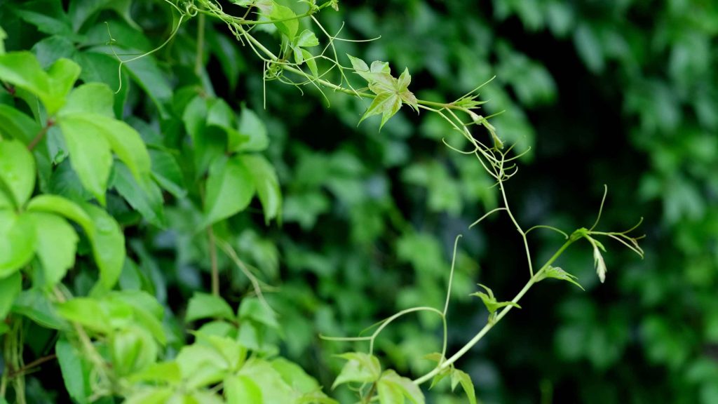 Cryptolepis buchanani in Mobility and Pain Relief Products: A Botanical Ingredient for Active Support Freedom Concept Green Leaves Foreground Close Up 2026 01 08 02 37 52 Utc 1 1024x576