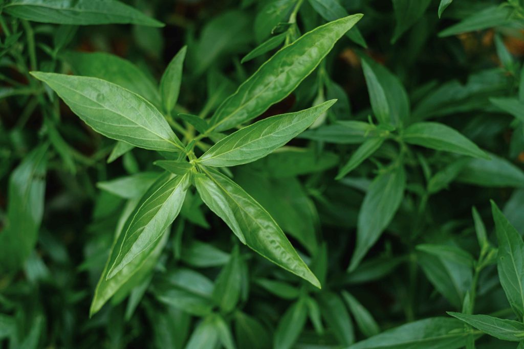 Kariyat Or Andrographis Paniculata Thai Herbal Med 2026 01 07 23 19 41 Utc 1 1024x683
