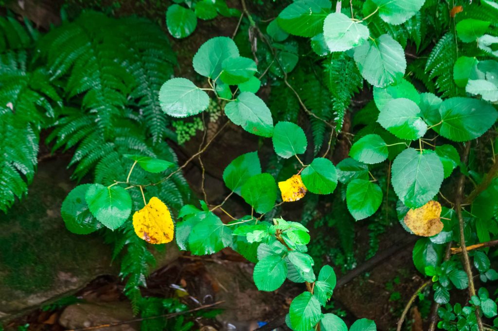 Lush Green Plant Perched With Vibrant Leaves 2026 01 08 00 29 38 Utc 1 1024x682
