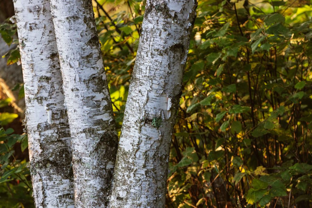Up Close View Of Birch Bark 2026 01 11 10 23 13 Utc 1 1024x683