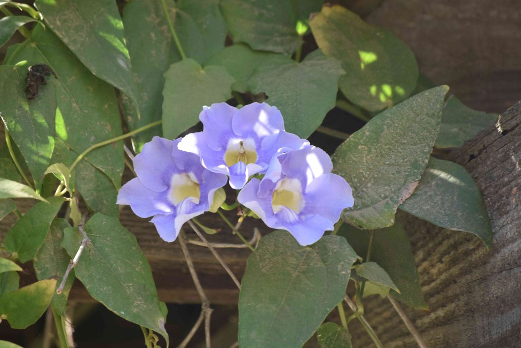 beautiful blue morning glory flowers in full bloom 2026 01 11 10 28 06 utc (1)
