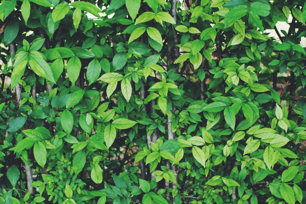 beautiful green leaves background natural creativ 2026 01 08 00 16 27 utc