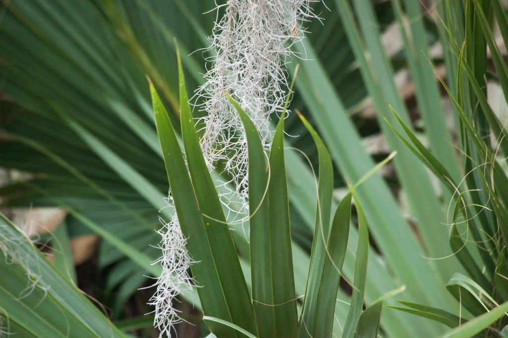 Acorus calamus in Cognitive Herbal Blends: A Botanical Ingredient for Focus and Mental Clarity green palm leaves with spanish moss 2026 01 11 10 23 25 utc (1)