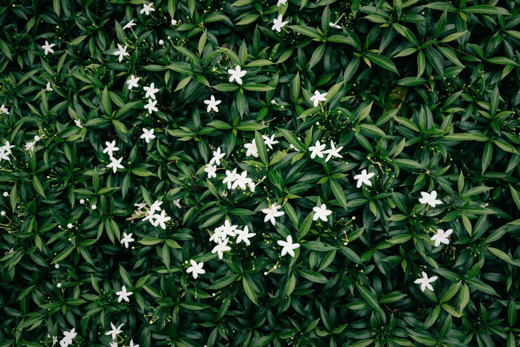 Rhinacanthus nasutus in Skin Barrier Support: A Botanical Approach to Modern Skin Protection spring field of daisy flower on green field abst 2026 01 09 08 21 24 utc (1)