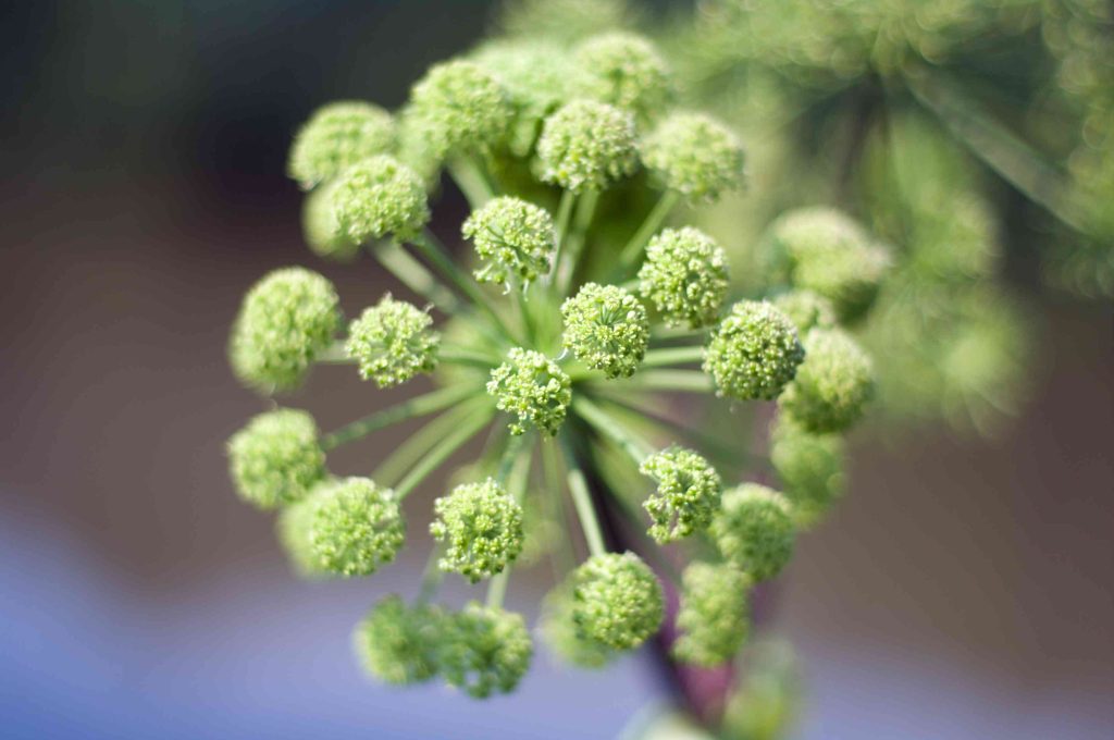 angelica plan close up shallow depth of field 2026 01 11 08 49 36 utc (1)