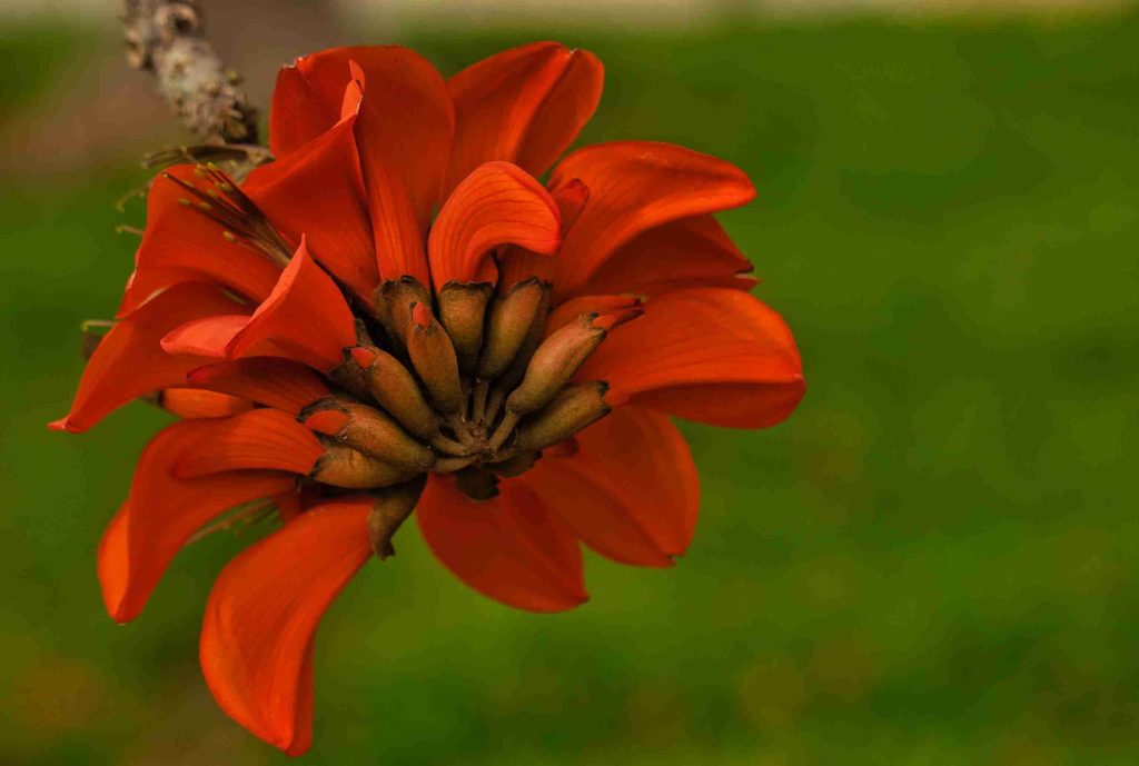 bright orange flower against a blurred green backg 2026 03 16 00 37 46 utc (1)