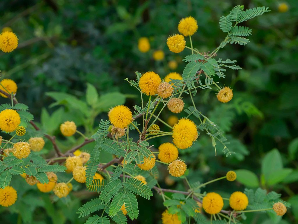 Acacia craibii in Barrier-Repair Herbal Skincare: A Botanical Approach to Strengthening Skin Resilience close up yellow flower of acacia farnesiana tree 2026 01 11 10 40 58 utc (1)
