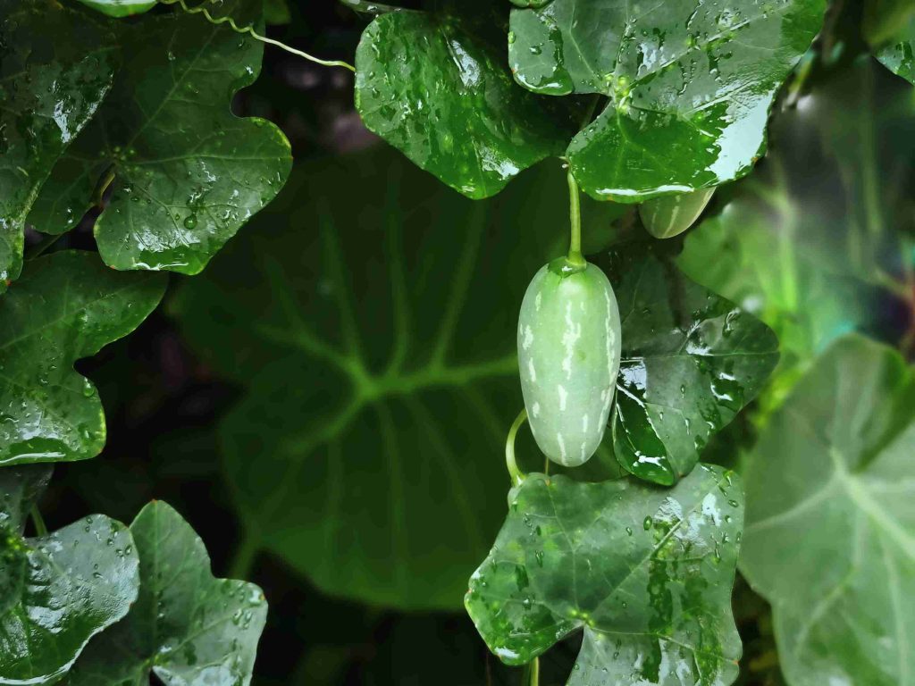 fresh green small fruit against wet leaves backgro 2026 01 05 00 23 36 utc (1)
