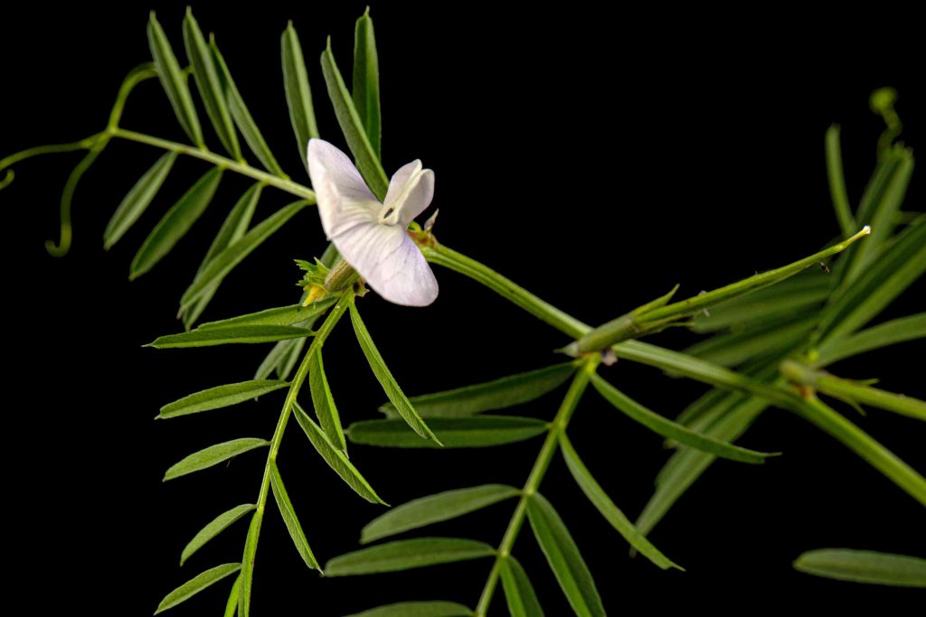 Anaxagorea luzonensis in Rare Botanical Innovation Trends: Unlocking New Potential in Herbal Formulation light violet flowers of wild sweet pea isolated o 2026 03 09 23 59 33 utc (1)