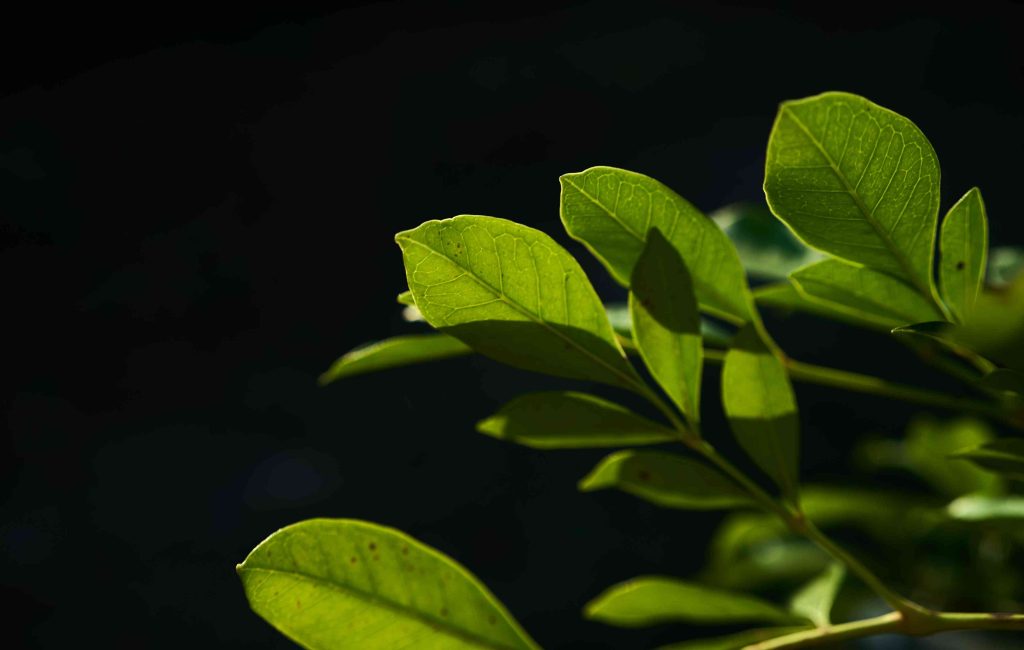 the green leaves with sunlight on the black backgr 2026 03 24 01 19 16 utc (1)