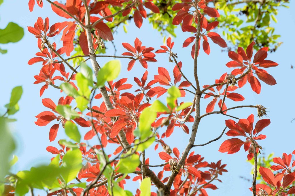 Caesalpinia sappan in Natural Colorant and Antioxidant Drinks: A Botanical for Functional Beverage Innovation wild flower in the forest 2026 03 09 04 10 08 utc (1)
