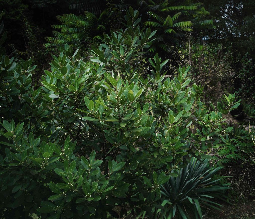 Acanthus ebracteatus in Anti-Pollution Skincare Systems: A Botanical Defense for Modern Skin Protection yerba mate plant and leaves 2026 03 10 00 01 12 utc (1)