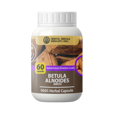 Betula alnoides Buch.-Ham. ex D.Don. Capsule