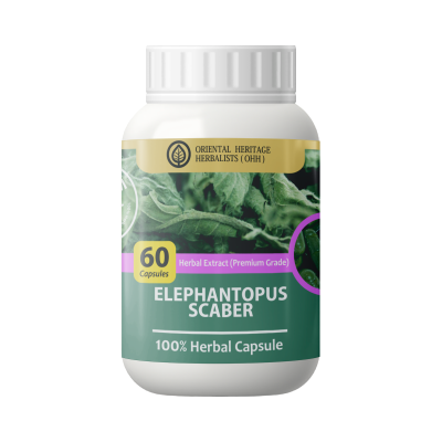 Elephantopus scaber Capsule