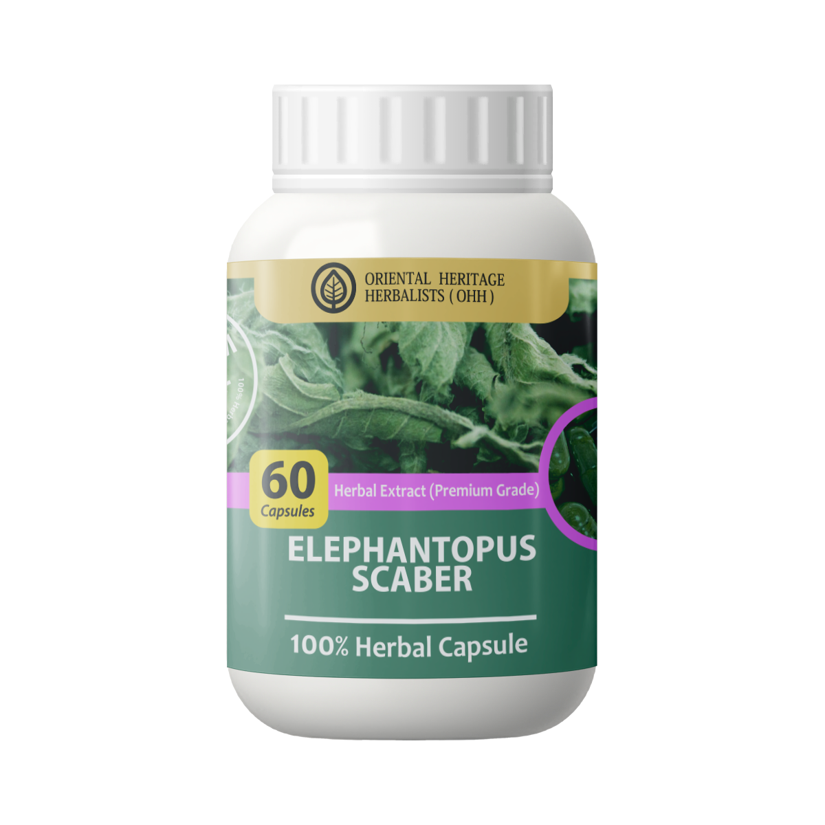 elephantopus Elephantopus scaber Capsule