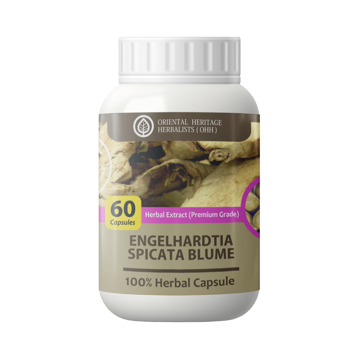 engelhardtia Engelhardia spicata Capsule