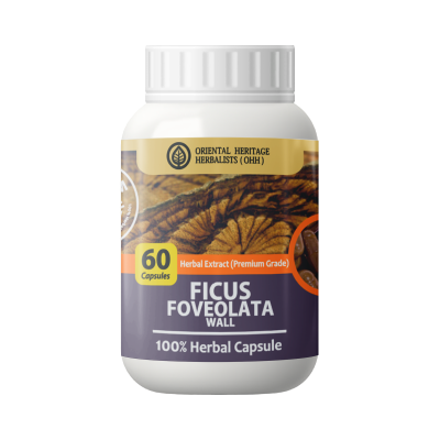 Ficus foveolata Wall Capsule