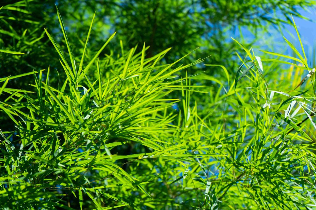 lush green bamboo leaves with bright sunlight 2026 03 26 22 53 44 utc (1)