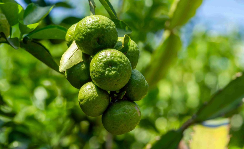 Citrus hystrix in aromatic wellness and haircare formulas