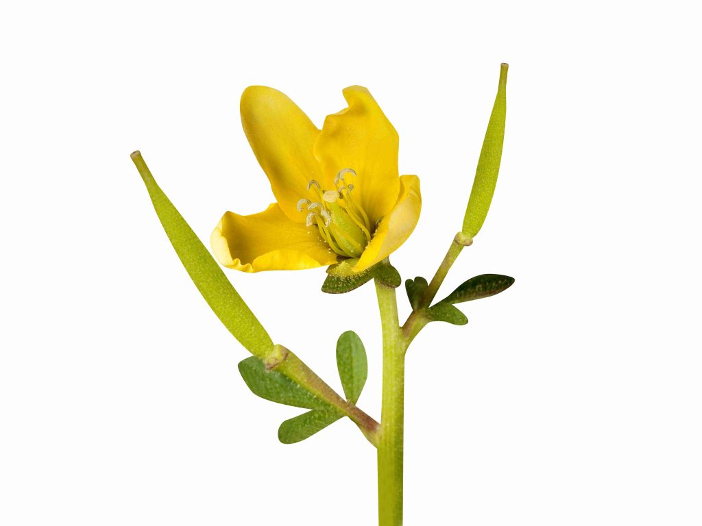 cleome viscosa is used as external application wounds ulcers used as culinary herb (1)