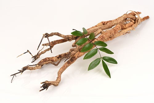 Eurycoma longifolia Jack