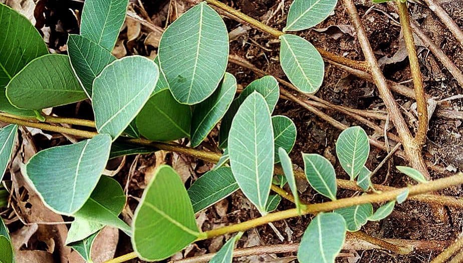 Penis Enlargement Enkleia thorelii (Lecomte) Nevling