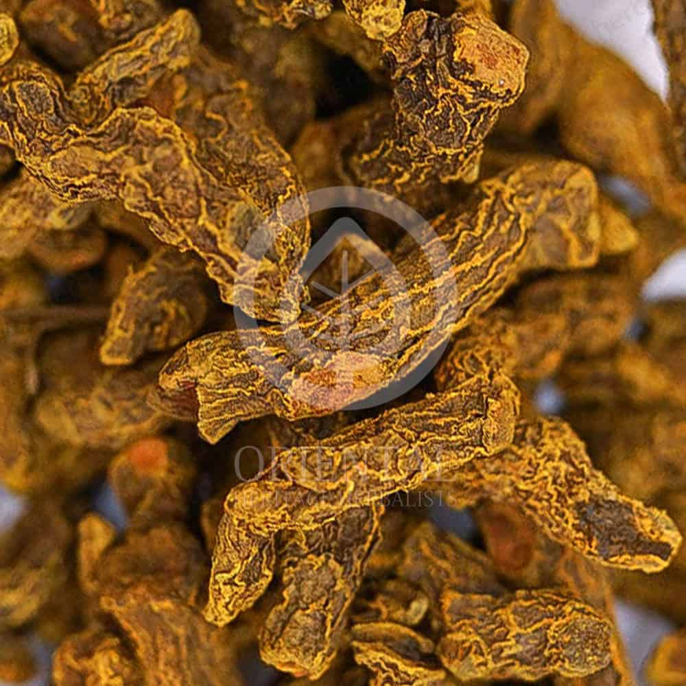 Curcuma longa Curcuma longa