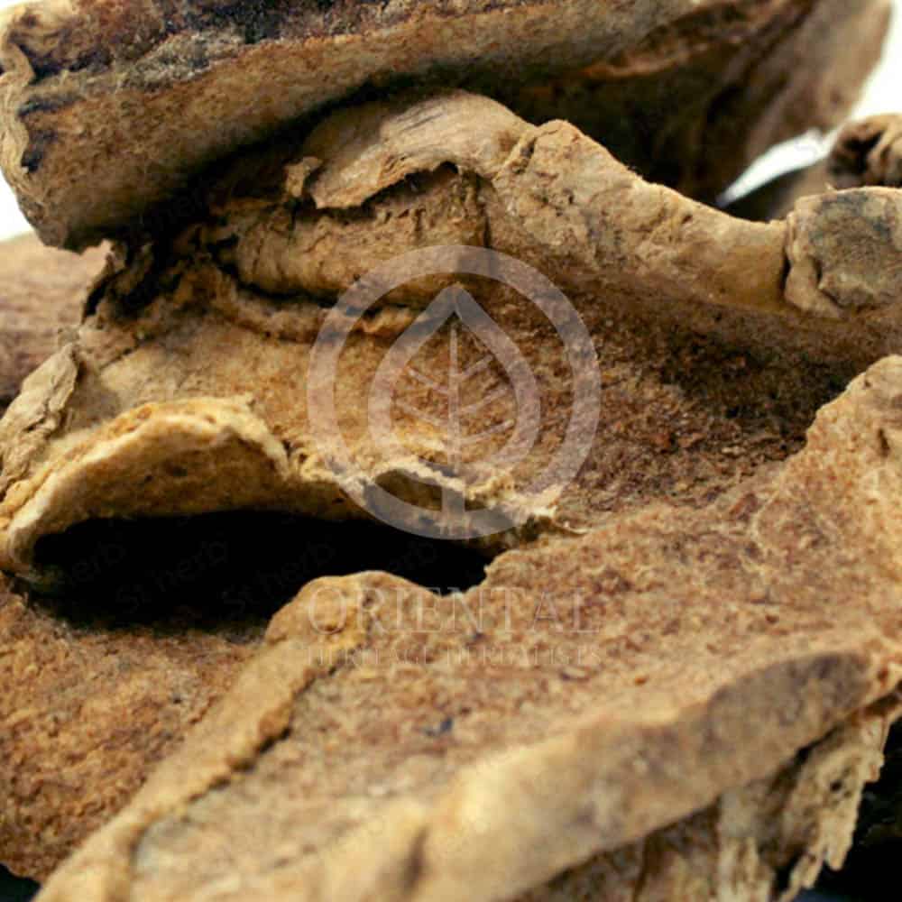 Curcuma Zanthorrhiza Curcuma Zanthorrhiza