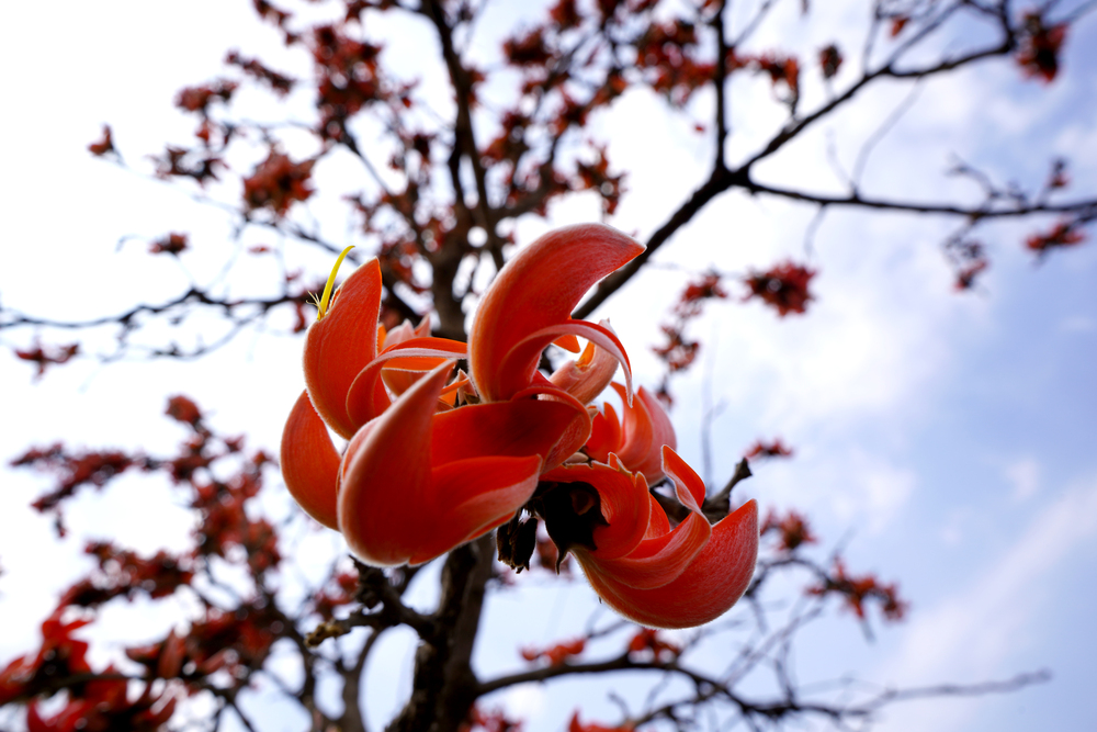 Palash Flower Tree Butea Monosperma Or Palash Flo 2024 09 17 08 31 14 Utc 1 1