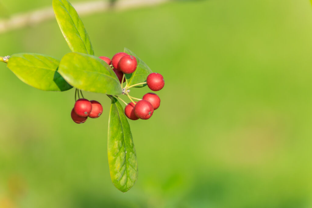 Sustainable Ripe Nutrition Crop Food 1024x683