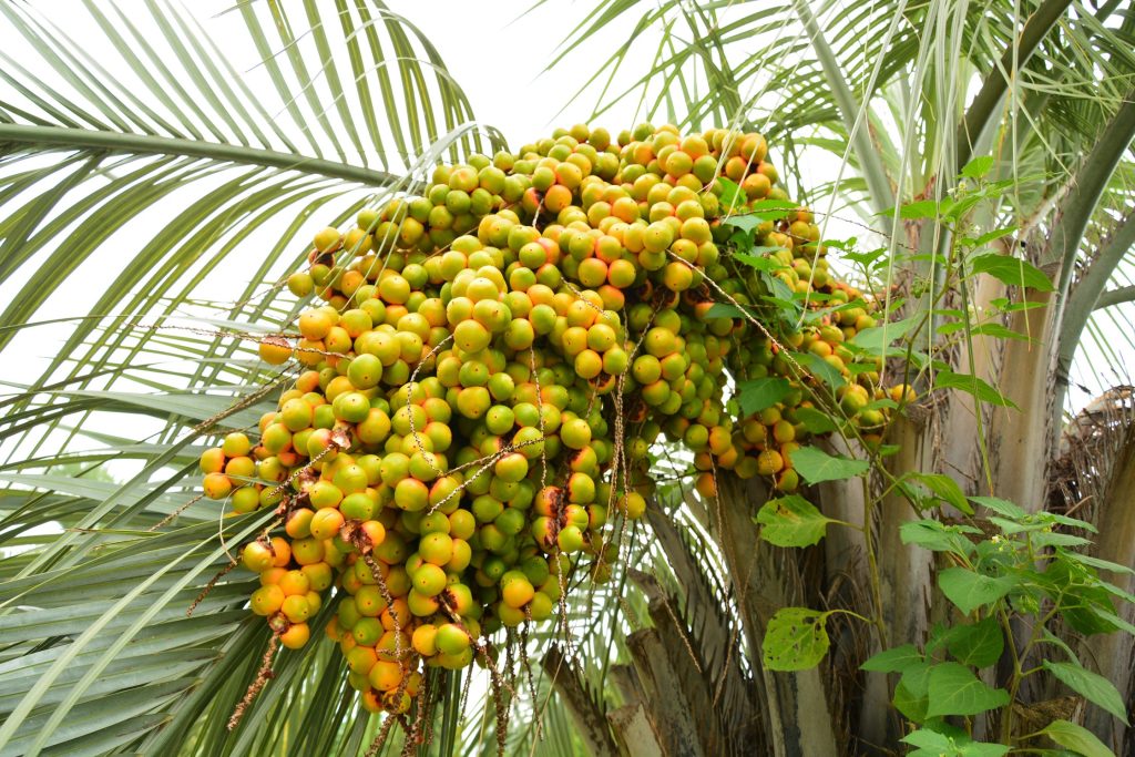 Bunch Of Dates On The Palm Tree 2025 10 13 08 33 01 Utc 1 1024x683